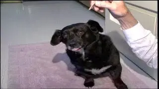 Cable Country - The standing, ice cream-eating dog