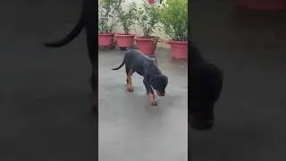 Rottweiler puppy walk🤩