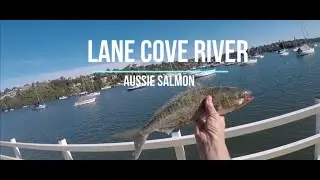 Lane Cove River , Salmon Fishing