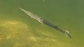 I put a gar in my pond (this could be a disaster)