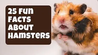 25 Fun Facts About Hamsters