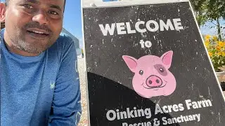 Oinking Acres Farm & Rescue Sanctuary in brownsburg, Indiana | home of 160 pigs 🐖