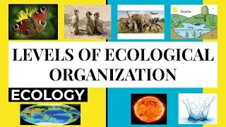 WHAT ARE THE LEVELS OF ORGANIZATION IN ECOSYSTEM? | WHAT IS ECOLOGY? |