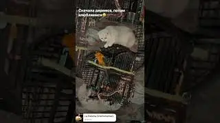 From disliking to sympathizing only one step! От неприязни до симпатии один шаг! 😀