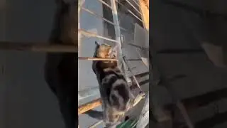 cat skills 100% 👀🏅 #catskills #cutecat #cutecatshorts #catsofinstagram #petshorts