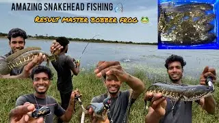 Amazing snakehead fishing video/result master bobber  frog 🐸 😀 👌/long time video/in tamil....
