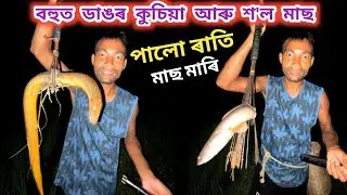 বহুত ডাঙৰ কুচিয়া আৰু শ'ল মাছ পালো ৰাতি মাছ মাৰি !!