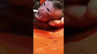 Poor Adopted Baby Monkey Calvin Test Feed Milk #shorts