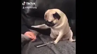 Веселые мопсы