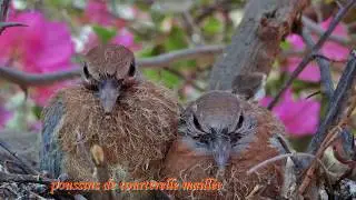 Les oiseaux de notre jardin au S&eacute;n&eacute;gal