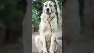 Afghan Shepherd 🐕DoG  this breed is Afghanistan  breed  (DAy-3) #dog #doglover