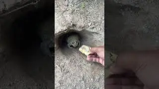 #Shorts #ytshorts #UKShorts #BritishHumour #UKComedy #FunnyAnimals #Frog #FrogMeme #AnimalShorts