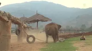 Elephant Show How To Play A Tire To A Man