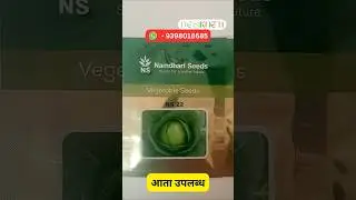 NS 22 Cabbage Seeds | Desikheti - Buy Seeds Online | Contact - 9398018685 #marathishorts #farming