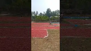 Red chilli processing.#sketu #shorts