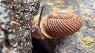 Conservation of endemic snail species | Loro Parque Fundaci&oacute;n