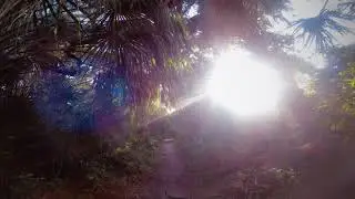Captain Forster Hammock Preserve