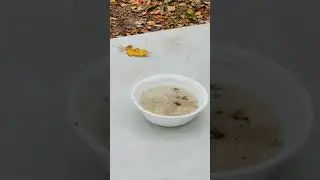 How to trap Wasps, Meat Bees, and Knats with Apple Juice, Apple Cider Vinegar. and Dawn Dish Soap.