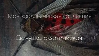 свинушка экзотическая (lucorma delicatula)
