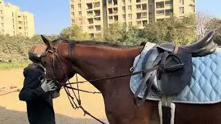 Horse Training Session at DCB 🐎 | Theo, Sparkle & GM in Action | Riding & Conditioning
