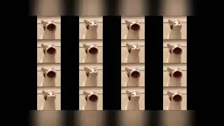 10 hours Pop Cat party | hypnosis version | V 1