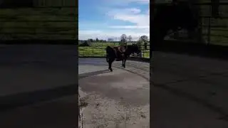 Lame cow, lame rear right foot