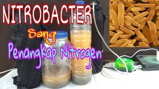 Cara mengembangbiakkan bakteri Nitrobacter/bakteri penambat nitrogen dari udara(Nitrifikasi).