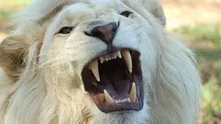 White Lion Casper Released From Zoo