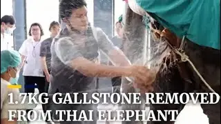 Veterinarians extract 1.7kg gallstone from elephant in Thailand