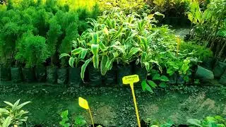 one of the best nursery in Jabalpur # nursery # Jabalpur ki sabse acchi narsery!!