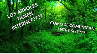 &iquest;Tienen INTERNET los &aacute;rboles? 🌳 El secreto oculto bajo el bosque
