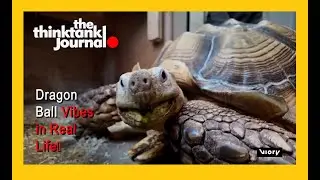 Meet Bon chan: Tokyo s Most Famous Tortoise