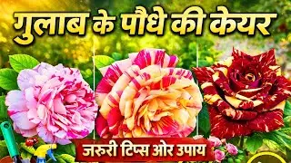 गुलाब के पौधे से सबसे ज़्यादा फूल पाने के लिए नीचे दिए गए तरीके बहुत असरदार माने जाते हैं:#how#Gulab