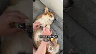 Я В ШОКЕ 😨 Успокаивающий спрей WB : #WW288819 #корги #щенок #собака #прикол
