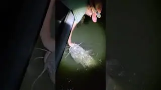 FLATHEAD RELEASE BACK INTO THE MIGHTY MO! #fishing #madkatz #outdoors