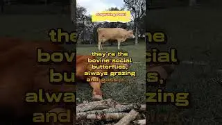 Cows have best friends | #amazingfacts  #hashimatic