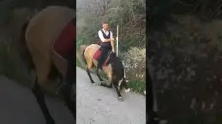 The gentle horse