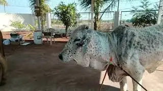 किती लवकर उठून रानात गेले 😀 माझ्या साठी दोन मैत्रीण पण घेऊन आले ते 😂