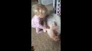 Hamlet the Mini Pig: Pig Whisperer