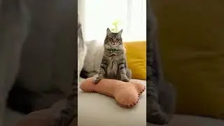 Cat Steals Bone as Husky Overreacts