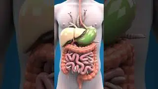 Digestive System Explained in 3D | Fun Clay Animation with Intestinal Parasites
