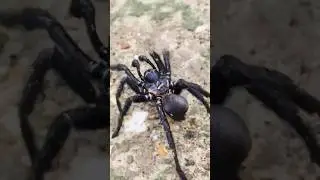 Spanish Funnel-Web Spider