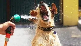 Dogs vs Water ★ Who wins? [Funny Pets]