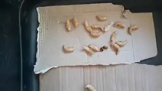 COMO VOC&Ecirc; SEPARA AS PUPAS ? TEN&Eacute;BRIOS GIGANTES.