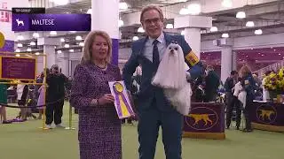 Maltese | Breed Judging 2026