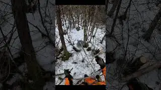 Final Clearing in Sweden | Real Forestry Work
