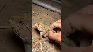 Funny frogs Catching |Wep wep catching frogsfunny |boing catch frogs make you laugh&nbsp;#shortsfeed
