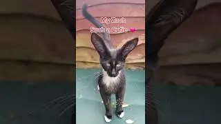 My Zach, The Cutest Kitten Playtime! #fyp #cute #kitten #kittens #catphoto