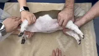 강아지 방사선 복부 초음파 자세 적응 훈련