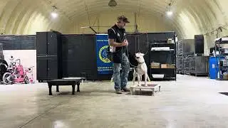 Shirley (rescued from Euthanasia) place command